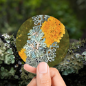 Lichens Circle Sticker (Vinyl) (***RETIRED***)