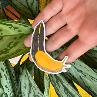 Pacific Banana Slug Sticker (Vinyl) - FREE SHIPPING