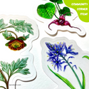 Pacific Northwest Botanical Sticker Set by Emily Poole (5 Stickers) - Community Corner Item! - FREE SHIPPING