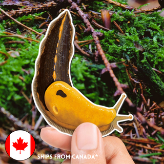 SUPER LIMITED EDITION! Banana Slug Magnet (3 inches) - Ariolimax columbianus