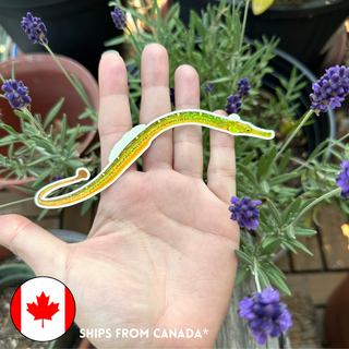 Bay Pipefish Sticker (Eco Vinyl) - Syngnathus californiensis