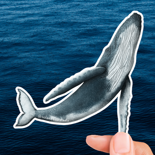 Humpback Whale Sticker (Eco Vinyl) - Megaptera novaeangliae