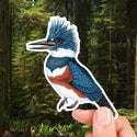 Belted Kingfisher Sticker (Eco Vinyl) - Megaceryle alcyon