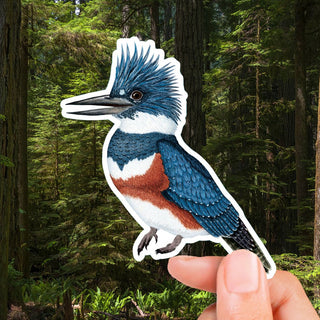 Belted Kingfisher Sticker (Eco Vinyl) - Megaceryle alcyon