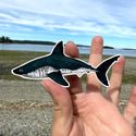 Salmon Shark Sticker (Vinyl) - FREE SHIPPING