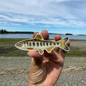 Chinook Salmon Smolt Sticker (Eco Vinyl) - FREE SHIPPING