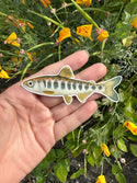 Chinook Salmon Smolt Sticker (Eco Vinyl) - FREE SHIPPING