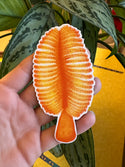 SUPER LIMITED EDITION! Orange Sea Pen Magnet - Ptilosarcus gurneyi