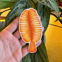 SUPER LIMITED EDITION! Orange Sea Pen Magnet - Ptilosarcus gurneyi