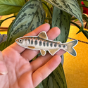 SUPER LIMITED EDITION! Chinook Salmon Smolt Magnet - Oncorhynchus tshawytscha