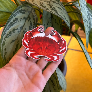 SUPER LIMITED EDITION! Red Rock Crab Magnet - Cancer productus