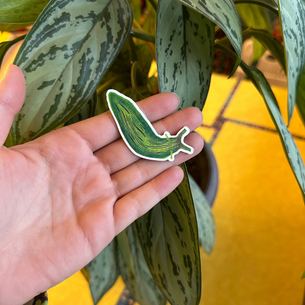 SUPER LIMITED EDITION! Eelgrass Sea Hare Magnet - Phyllaplysia taylori