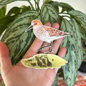 Western Sandpiper Shorebird Sticker (Eco Vinyl) - Calidris mauri