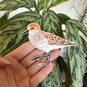 Western Sandpiper Sticker (Eco Vinyl) - FREE SHIPPING