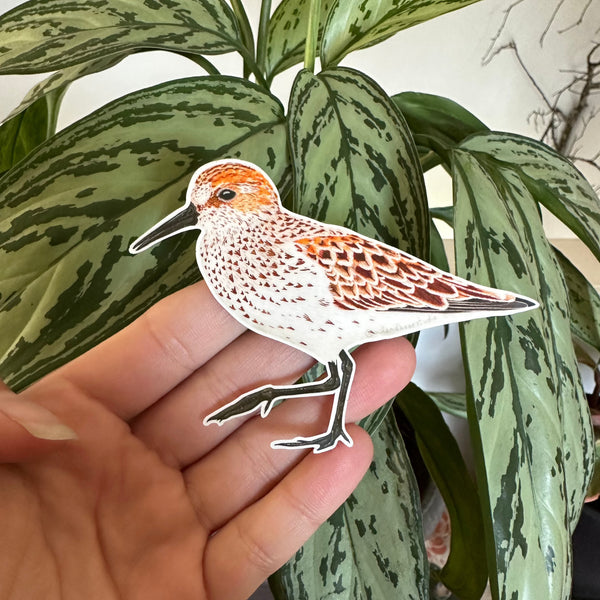 Western Sandpiper Shorebird Sticker (Eco Vinyl) - Calidris mauri