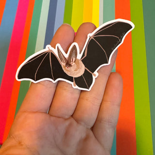 Townsend's Big-Eared Bat Sticker, Flying (Vinyl) - FREE SHIPPING