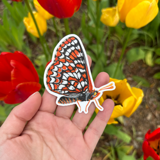 Taylor's Checkerspot Butterfly Sticker (Vinyl) - FREE SHIPPING