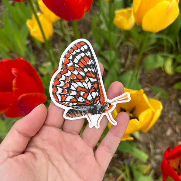 Taylor's Checkerspot Butterfly Sticker (Vinyl) - (***RETIRED***)