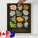Lichens of the Pacific Northwest Art Print - ID Field Guide Poster (Multiple Sizes)