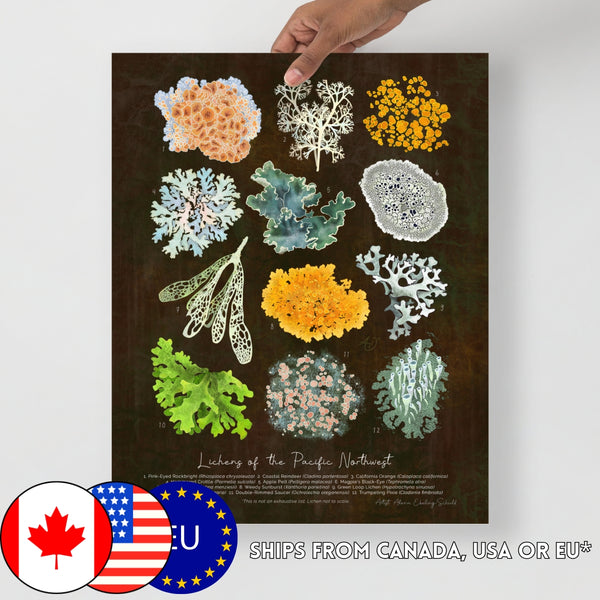 Lichens of the Pacific Northwest Art Print - ID Field Guide Poster (Multiple Sizes)