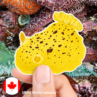 SUPER LIMITED EDITION! Monterey Sea Lemon Nudibranch Magnet - Doris montereyensis