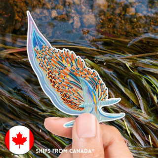SUPER LIMITED EDITION! Opalescent / Thick-Horned Nudibranch Magnet - Hermissenda crassicornis