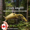MEGA MAGNET! (1 foot long!!!!) Pacific Banana Slug - Ariolimax columbianus