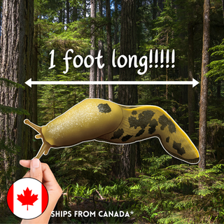 MEGA MAGNET! (1 foot long!!!!) Pacific Banana Slug - Ariolimax columbianus