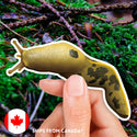 Pacific Banana Slug Sticker (Eco Vinyl) - Ariolimax columbianus