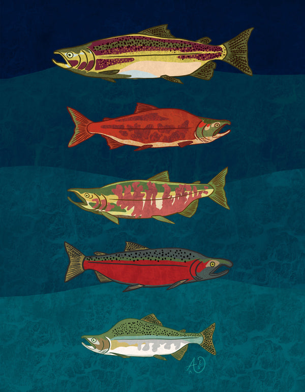 Salmon Species of the Pacific - Fine Art Print (Multiple Sizes) - FREE SHIPPING