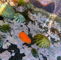 Pretty Red Sponge Doris Nudibranch Mini Pin - 25% to Charity! - Rostanga pulchra - Orange Dorid