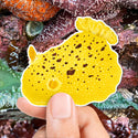 Yellow sea slug magnet held over a background of seaweed and rocks