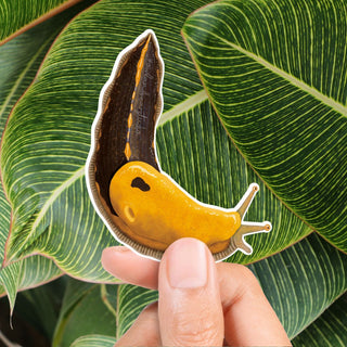 Pacific Banana Slug Sticker (Eco Vinyl) - FREE SHIPPING