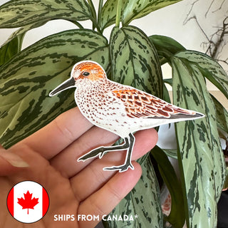 Western Sandpiper Shorebird Sticker (Eco Vinyl) - Calidris mauri