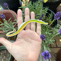 Bay Pipefish Sticker (Eco Vinyl) - Syngnathus californiensis