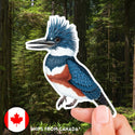 Belted Kingfisher Sticker (Eco Vinyl) - Megaceryle alcyon