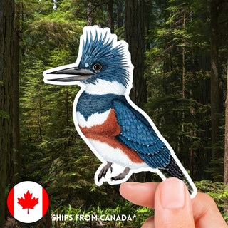 Belted Kingfisher Sticker (Eco Vinyl) - Megaceryle alcyon
