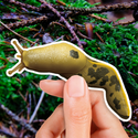 Pacific Banana Slug Sticker (Eco Vinyl) - Ariolimax columbianus