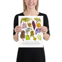 Seaweeds of the Pacific Northwest - Fine Art Print - ID Field Guide Poster (Multiple Sizes) - FREE SHIPPING