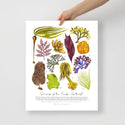 Seaweeds of the Pacific Northwest - Fine Art Print - ID Field Guide Poster (Multiple Sizes) - FREE SHIPPING
