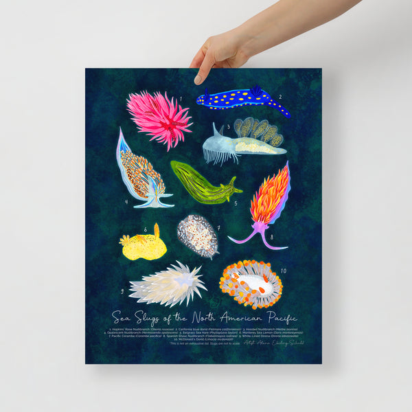 Sea Slugs of the North American Pacific - Fine Art Print - Nudibranch ID Field Guide Poster (Multiple Sizes) - FREE SHIPPING