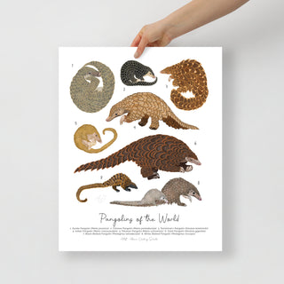 Pangolins of the World - Fine Art Print - ID Field Guide Poster (Multiple Sizes) - FREE SHIPPING