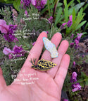 Miniature Melo Bubble Snail Pin - 25% to Charity! - Micromelo undatus - (***RETIRED***)